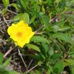 Hibbertia scandens