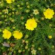 Hibbertia vestita