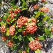 Ixora Coral Fire