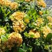 Ixora Gold Fire