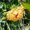 Ixora Gold Fire