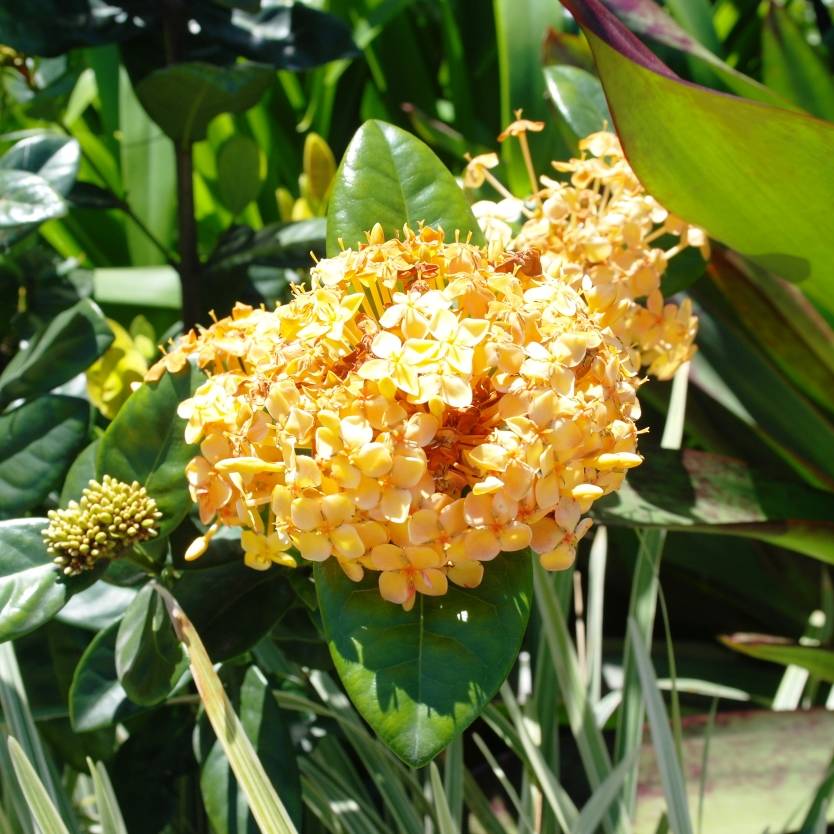 Ixora Gold Fire Divine Plants Online Shop