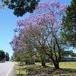 Jacaranda mimosifolia