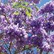 Jacaranda mimosifolia