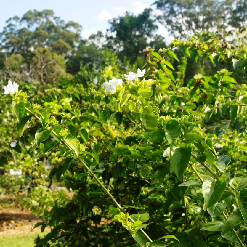 Jasminum sambac Divine Plants Online Shop