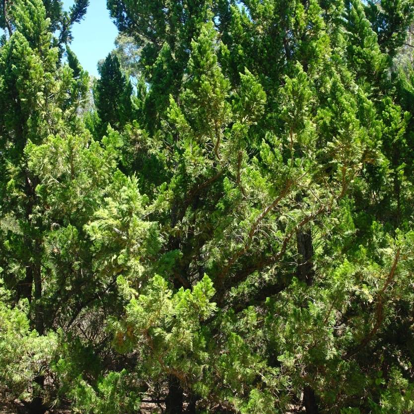 Juniperus chinensis Kaizuka