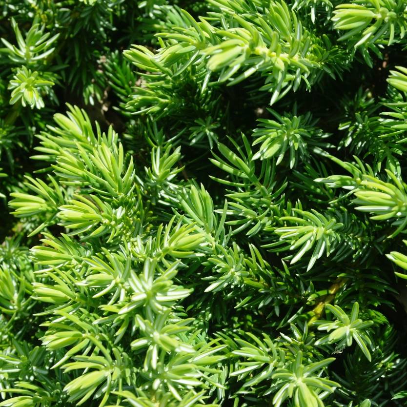 Juniperus procumbens Nana