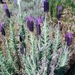 Lavandula stoechas Avonview