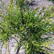 Leptospermum liversidgei Mozzie Blocker