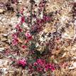 Leptospermum scoparium Nanum Rubrum