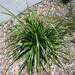 Lomandra hystrix