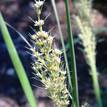 Lomandra longifolia