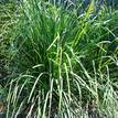 Lomandra longifolia