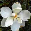 Magnolia grandiflora Little Gem