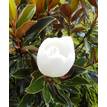 Magnolia grandiflora Little Gem