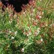 Melaleuca linariifolia Claret Tops