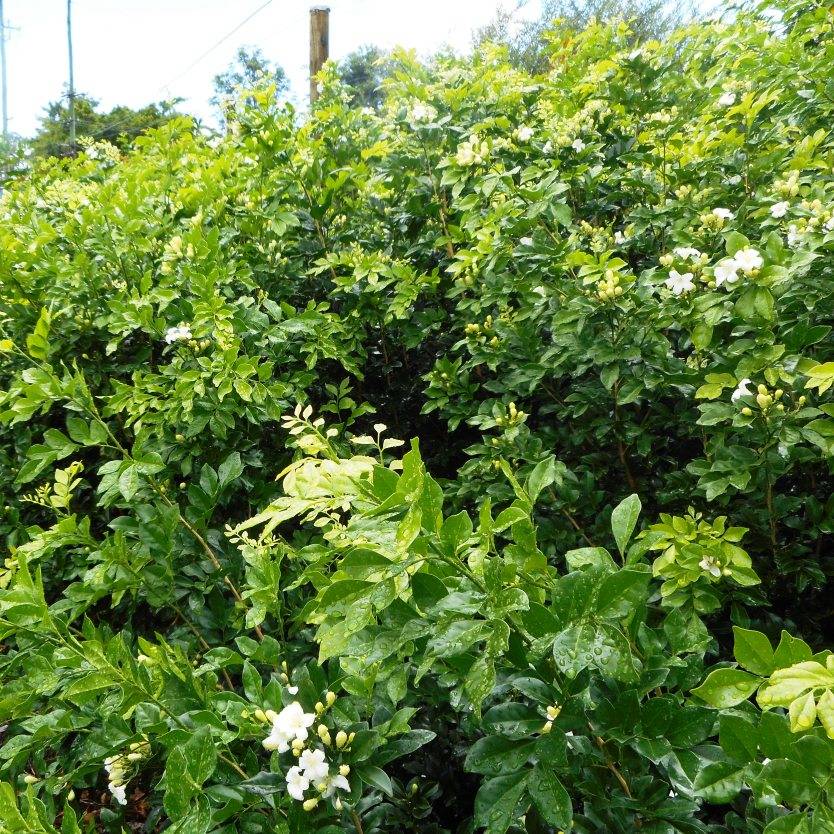Murraya paniculata Divine Plants Online Shop