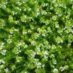 Myoporum parvifolium Fine Leaf