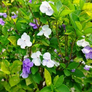 Brunfelsia australis Sweet & Petite