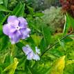 Brunfelsia australis Sweet & Petite