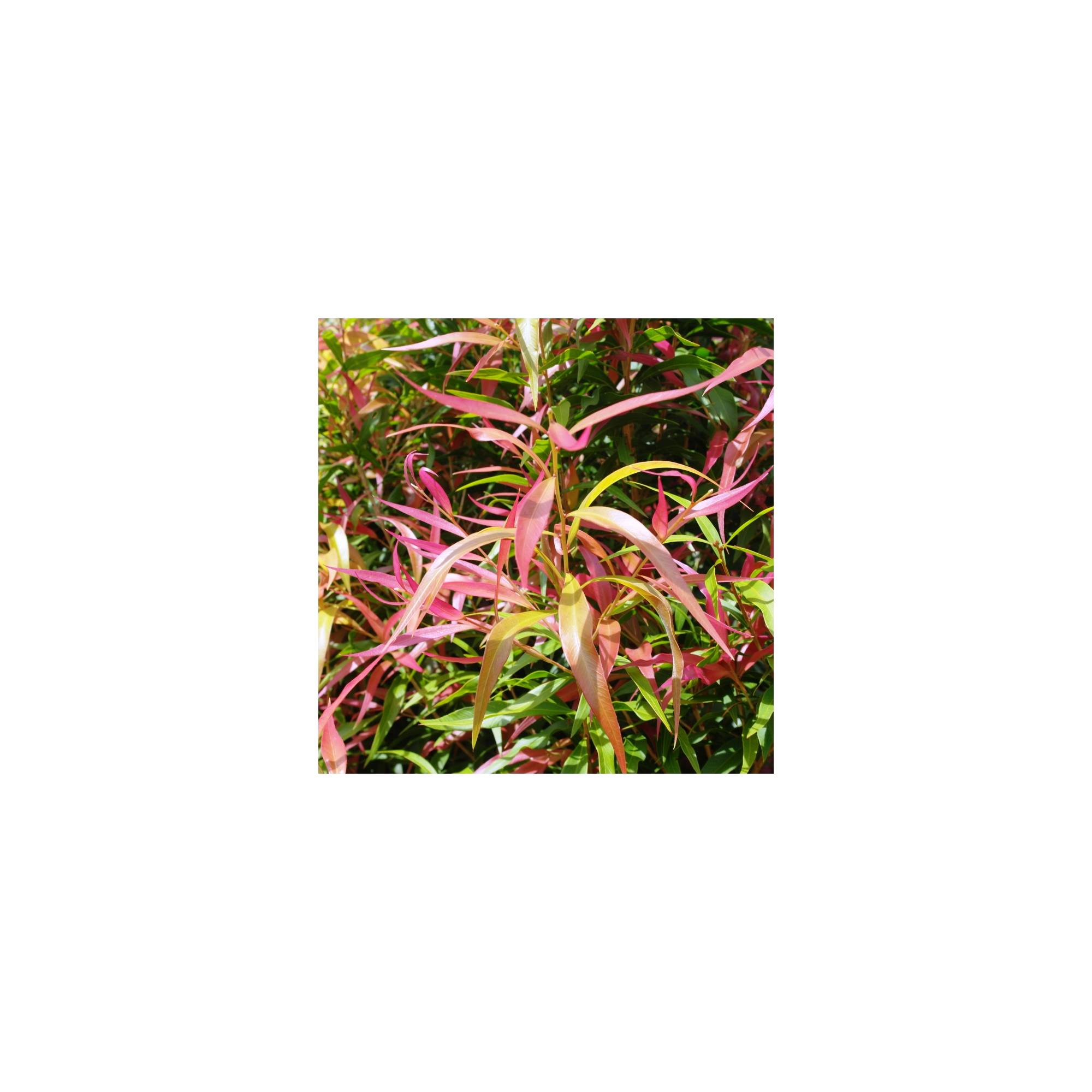 Callistemon salignus Great Balls of Fire Divine Plants Online Shop