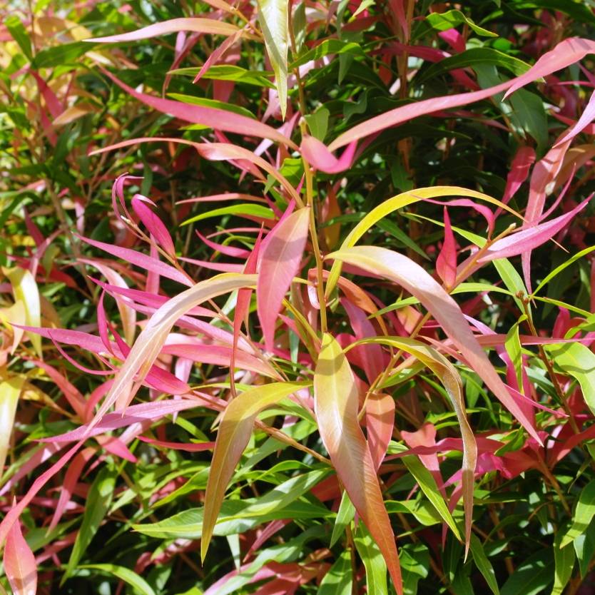 Callistemon salignus Great Balls of Fire Divine Plants Online Shop