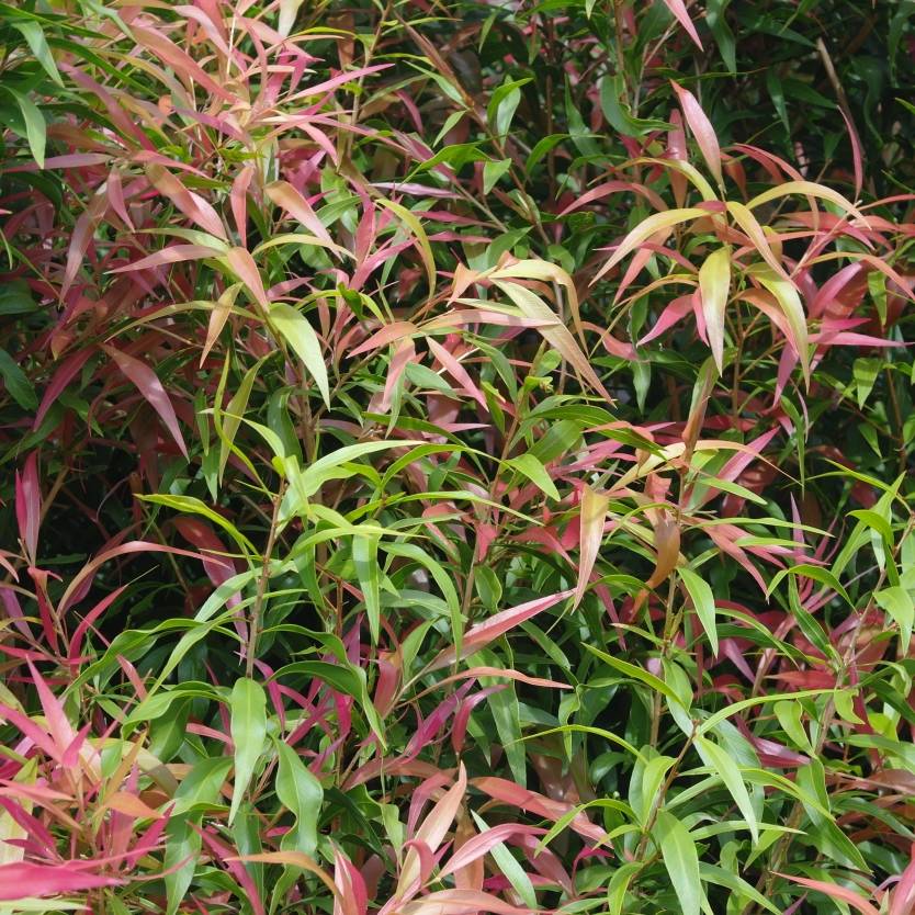 Callistemon salignus Great Balls of Fire Divine Plants Online Shop