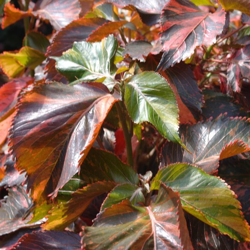 Acalypha wilkesiana