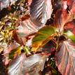 Acalypha wilkesiana