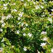 Cuphea hyssopifolia White