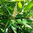 Alpinia caerulea