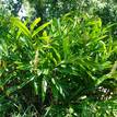 Alpinia caerulea