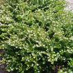 Cuphea hyssopifolia White Compacta