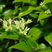 Backhousia myrtifolia