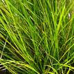 Carex appressa