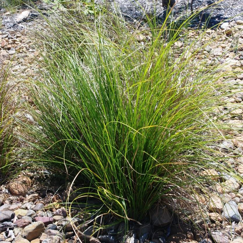 Carex appressa