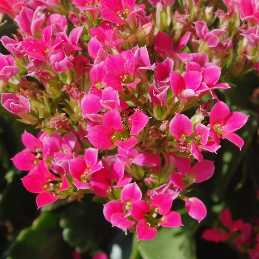 Kalanchoe pumila Hot Pink Mini Divine Plants Online Shop