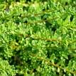 Myoporum parvifolium Pink Form