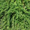 Myoporum parvifolium Broad Leaf