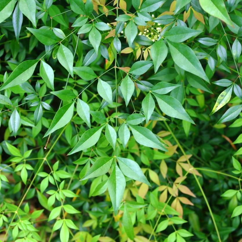 Nandina domestica