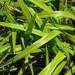 Dianella congesta