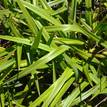 Dianella congesta