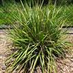 Dianella longifolia