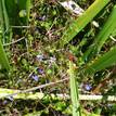 Dianella longifolia