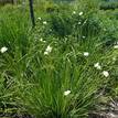 Dietes bicolour