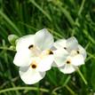 Dietes bicolour