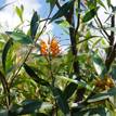 Grevillea Orange Marmalade