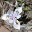 Dietes grandiflora