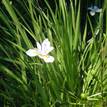 Dietes grandiflora