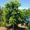 Ficus microcarpa Hillii